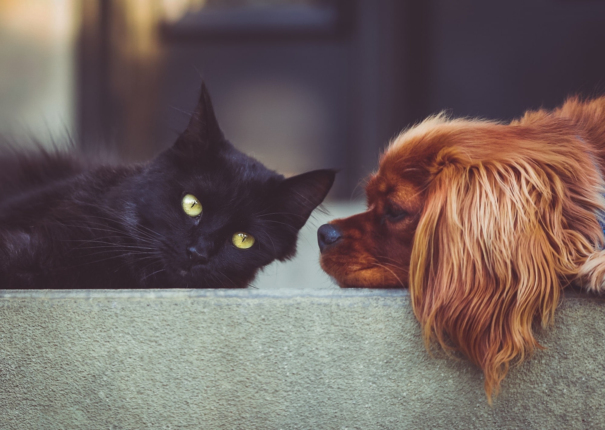 Managing Rental Properties: Should You Allow Pets?